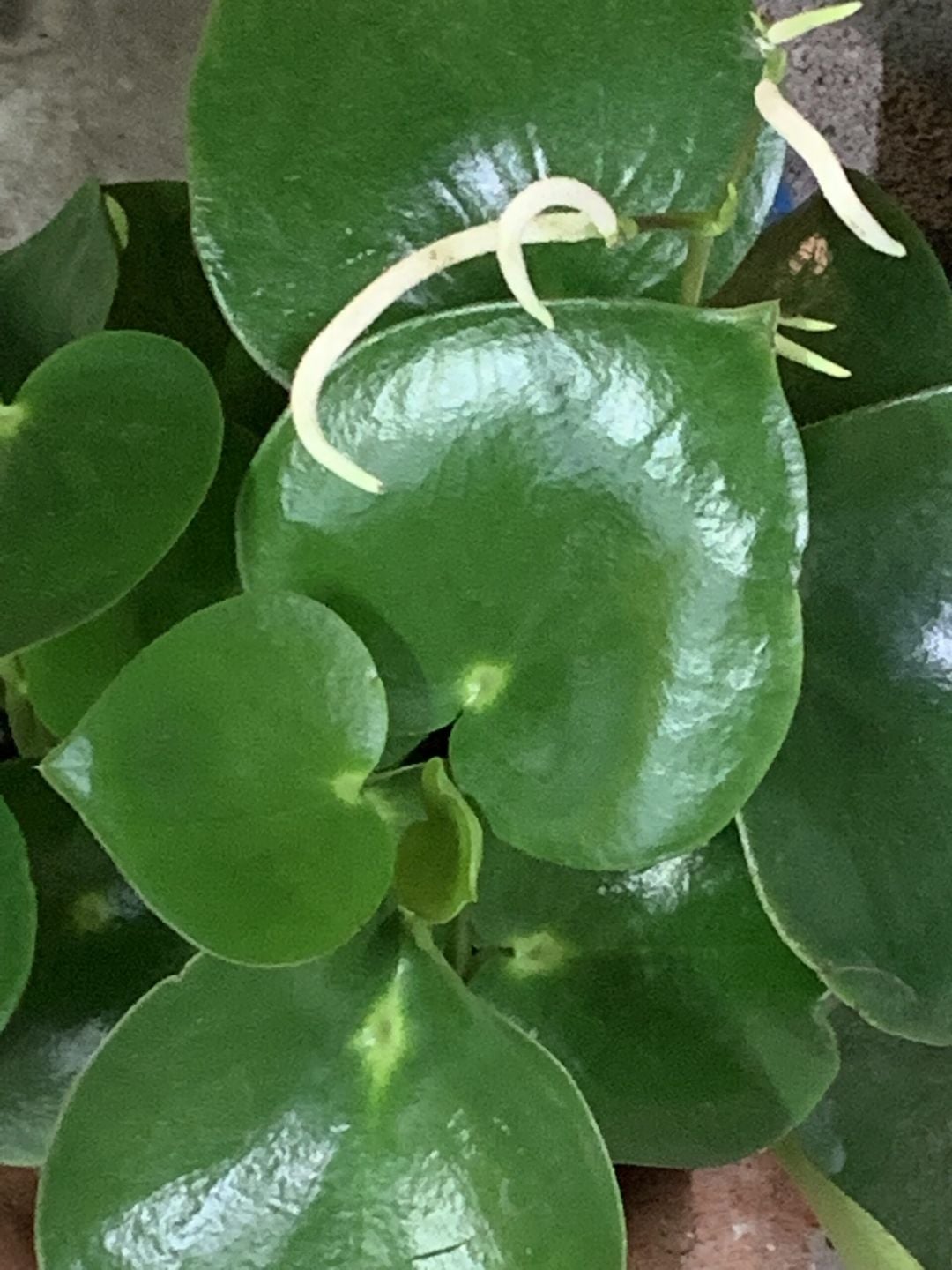 Peperomia raindrop plants with round glossy leaves