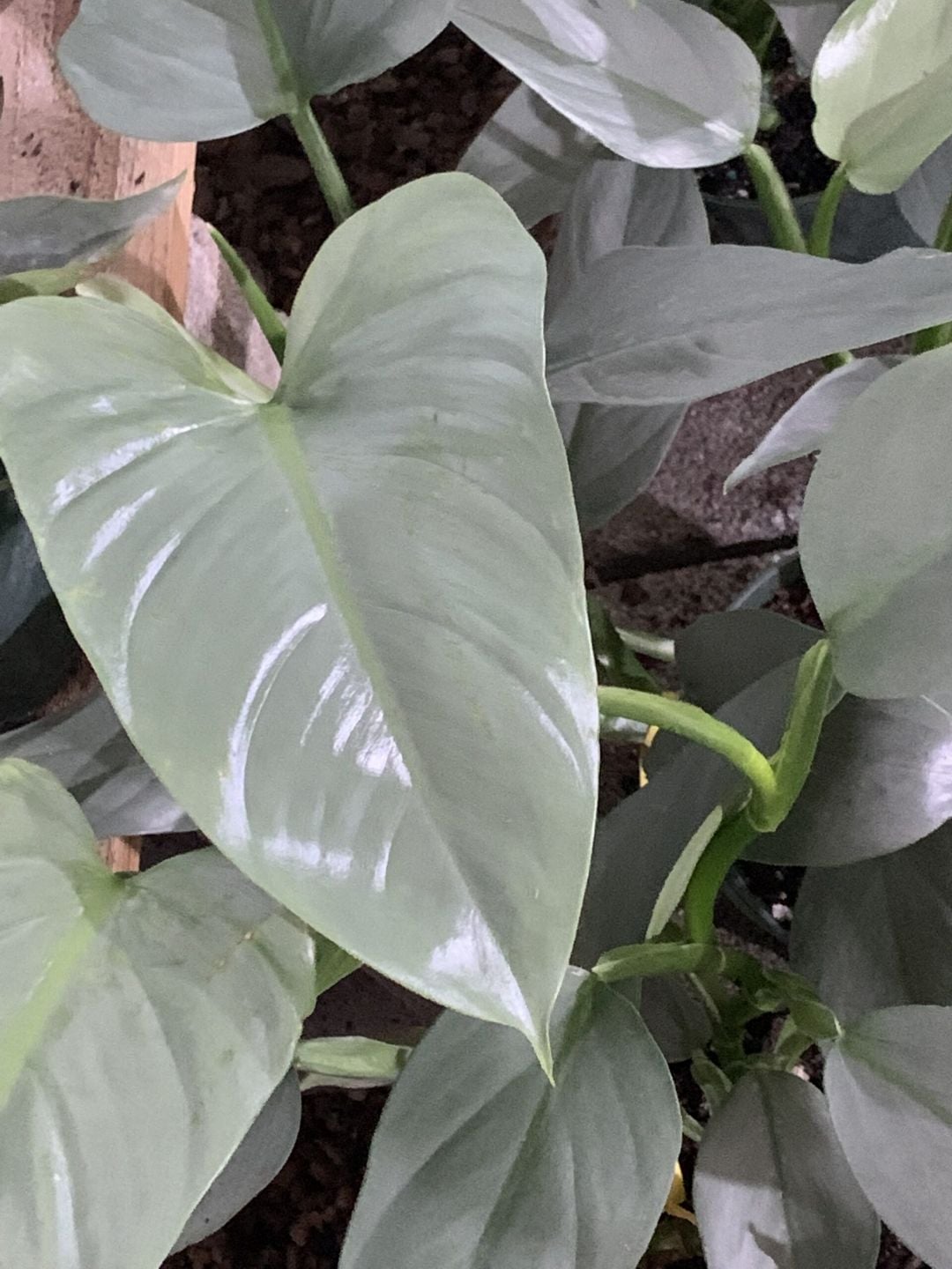 Philodendron Silver Sword with metallic blue-green foliage