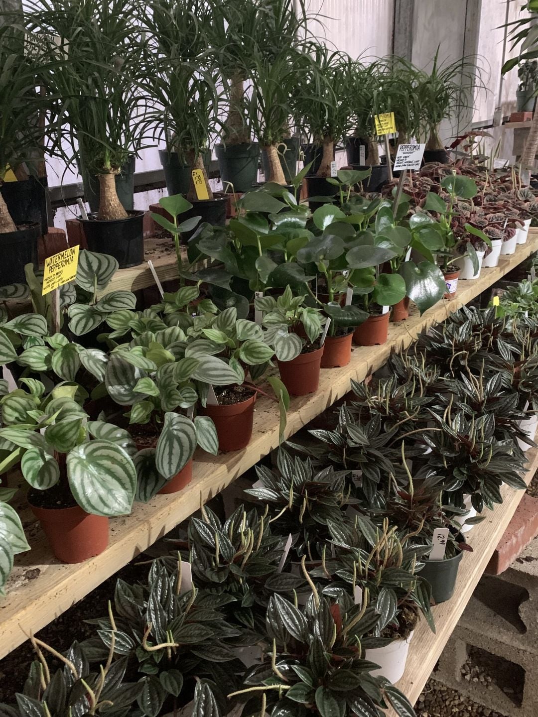 Ponytail palms and assorted peperomia varieties