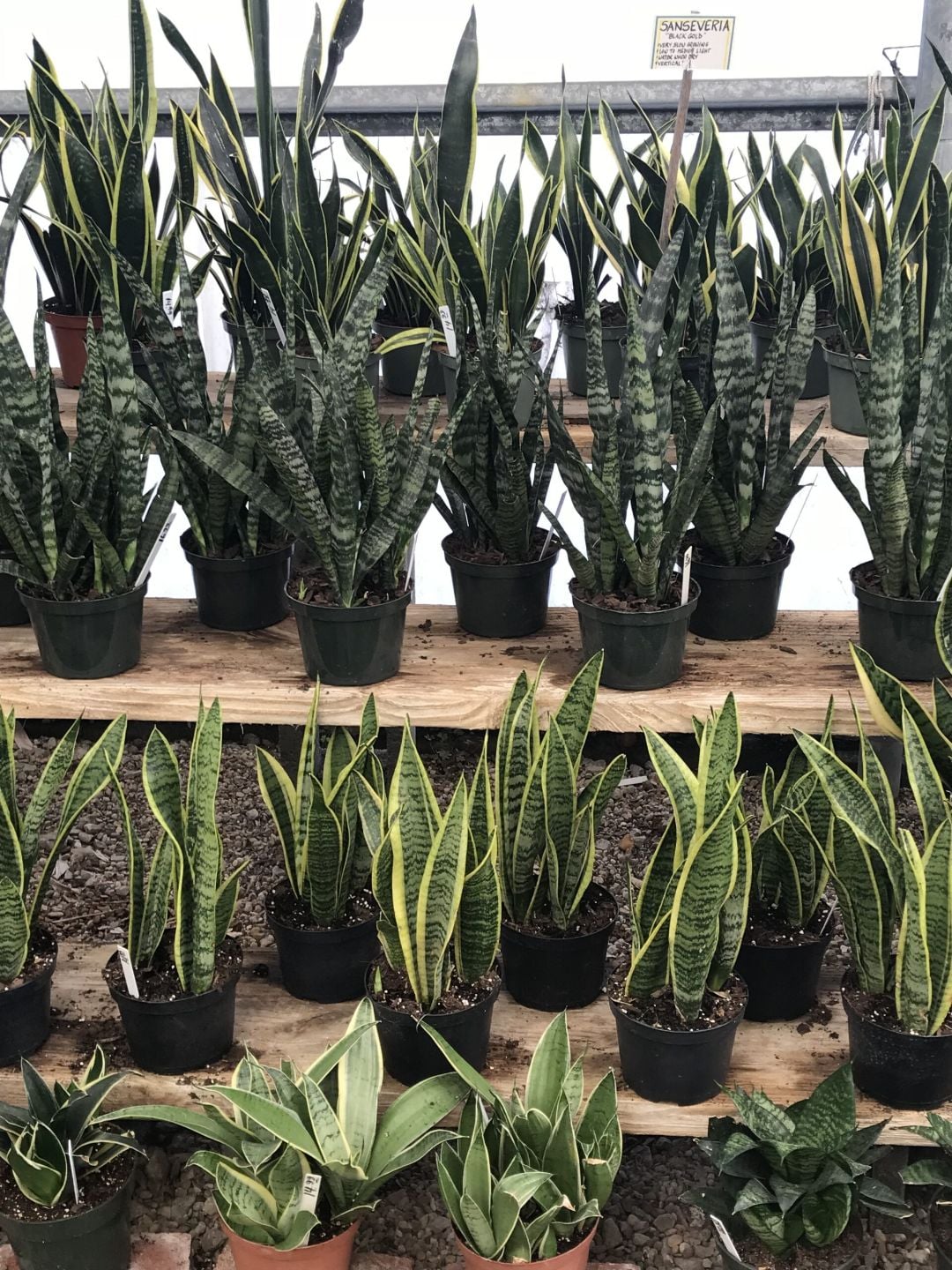 Sansevieria Black Gold with dark banded upright leaves