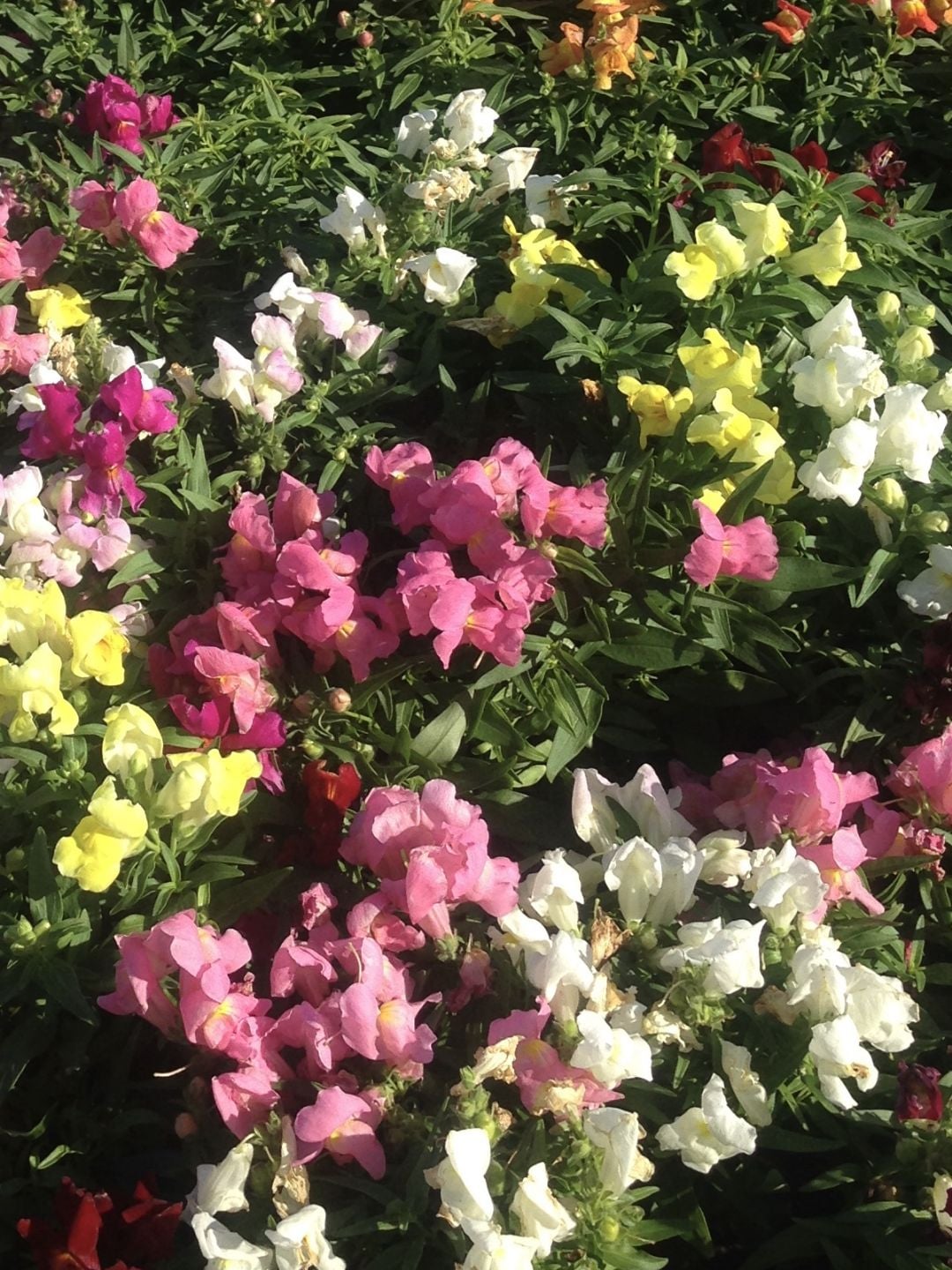 Snapdragons in mixed colors