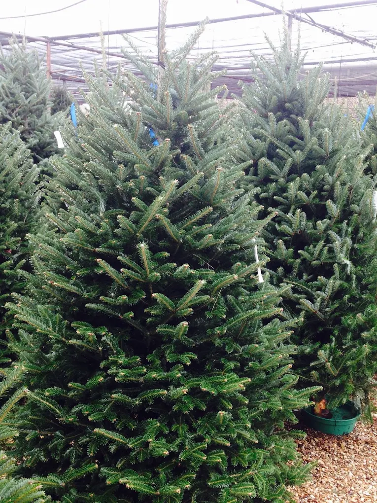 Fresh Fraser fir branches up close
