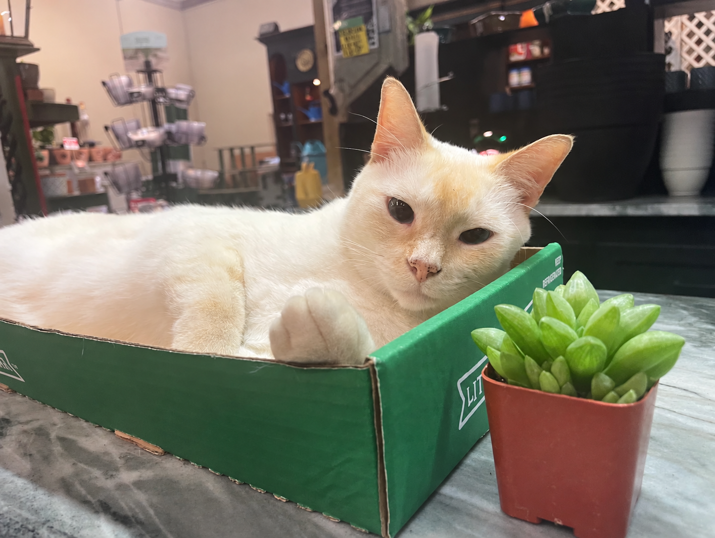 Sugar, the garden center cat