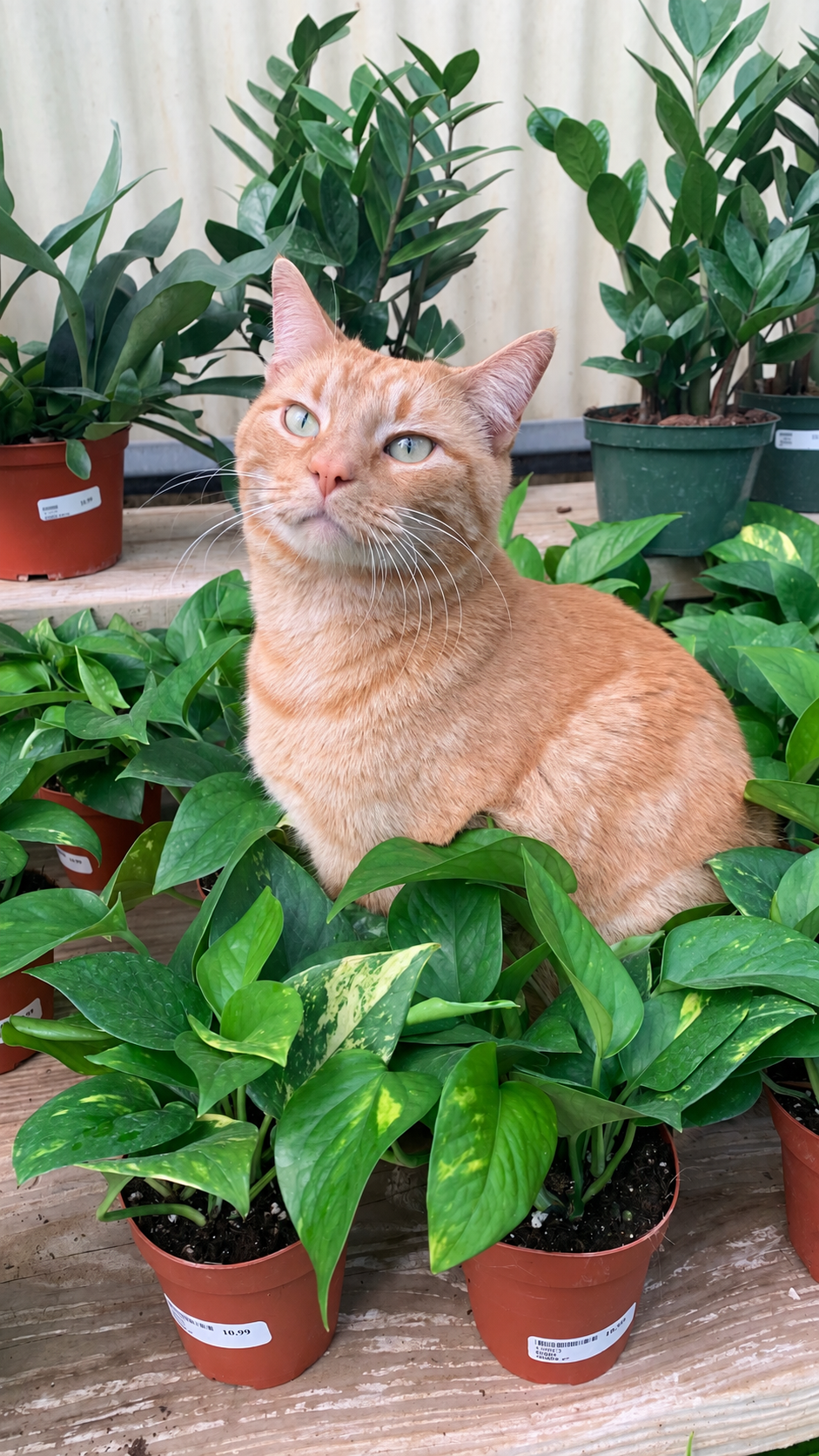 Cinnamon, the orange garden center cat, sitting among the pothos