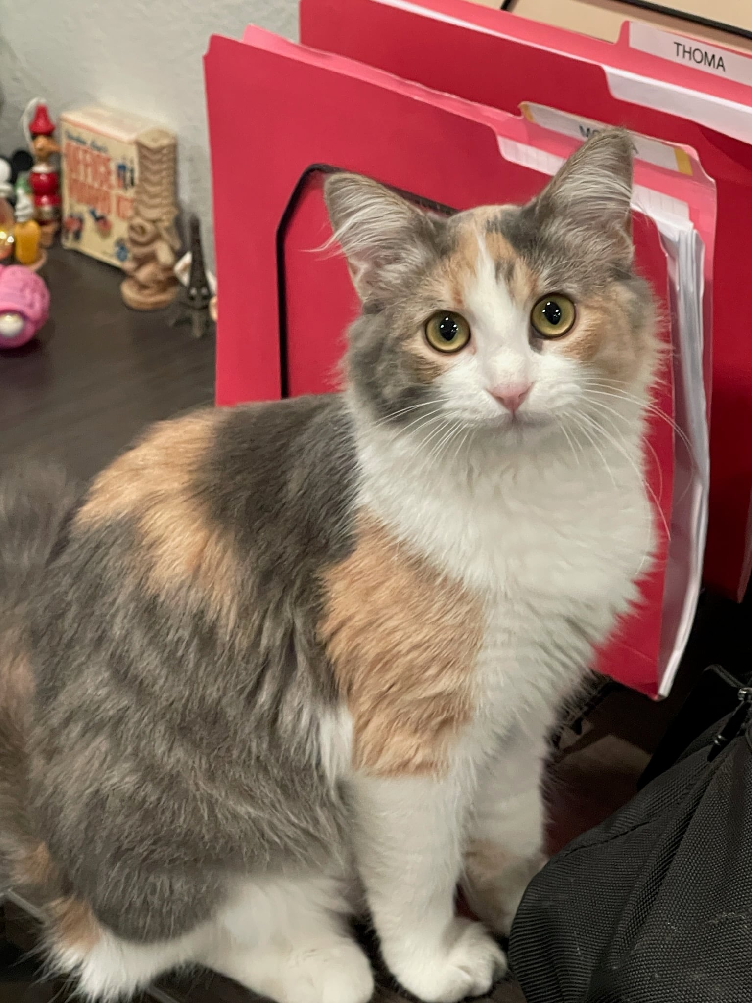 Sammy, the calico office cat at the garden center