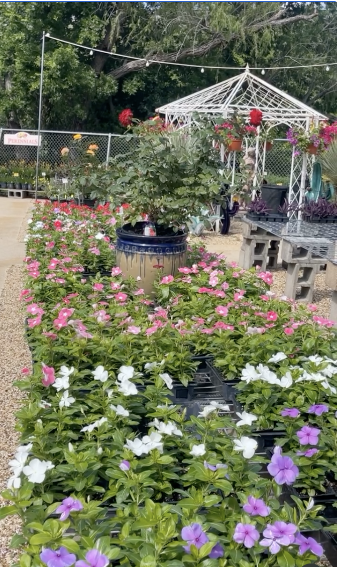 Benches of chrysanthemums in fall colors at the nursery